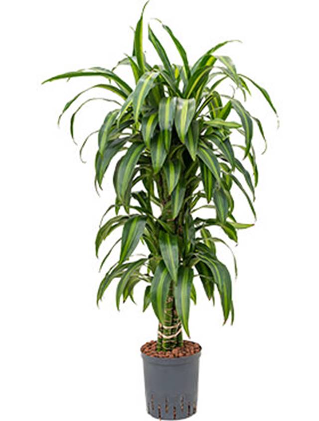 Dracaena fragrans 'Hawaiian Sunshine' Image