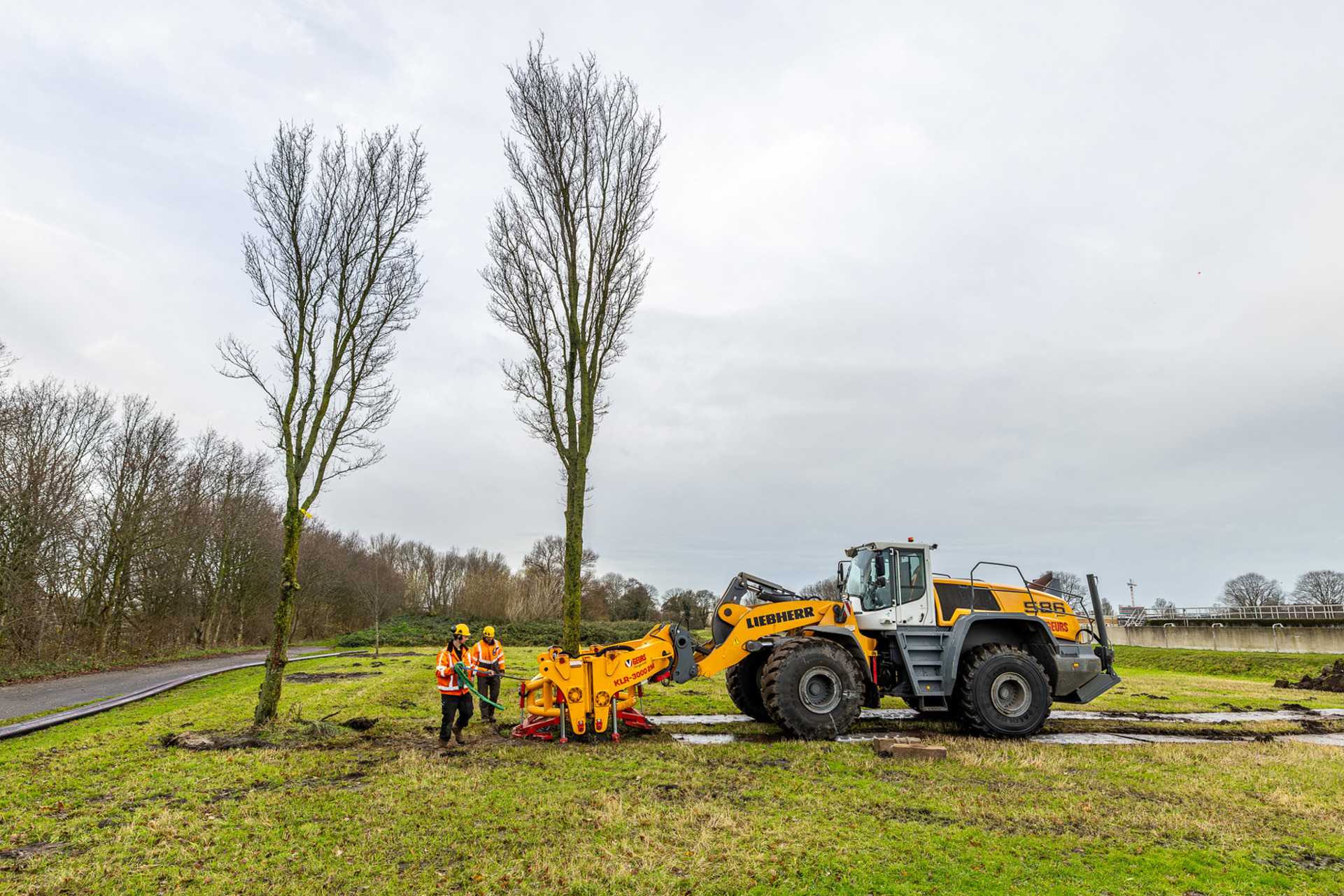 DG Haarlem Bomen081225 Binnelouwkatsma 33
