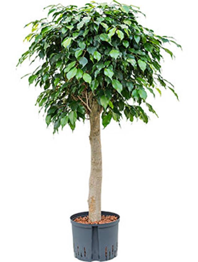 Ficus benjamina 'Danielle' Image