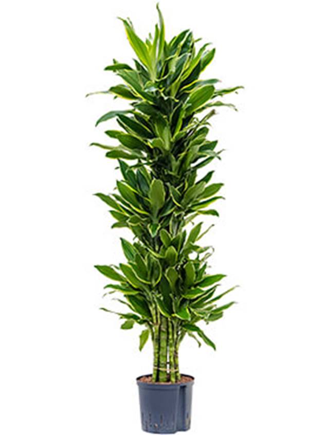 Dracaena fragrans 'Golden coast' Image