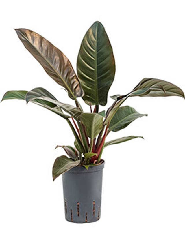 Philodendron 'Imperial Red' Image