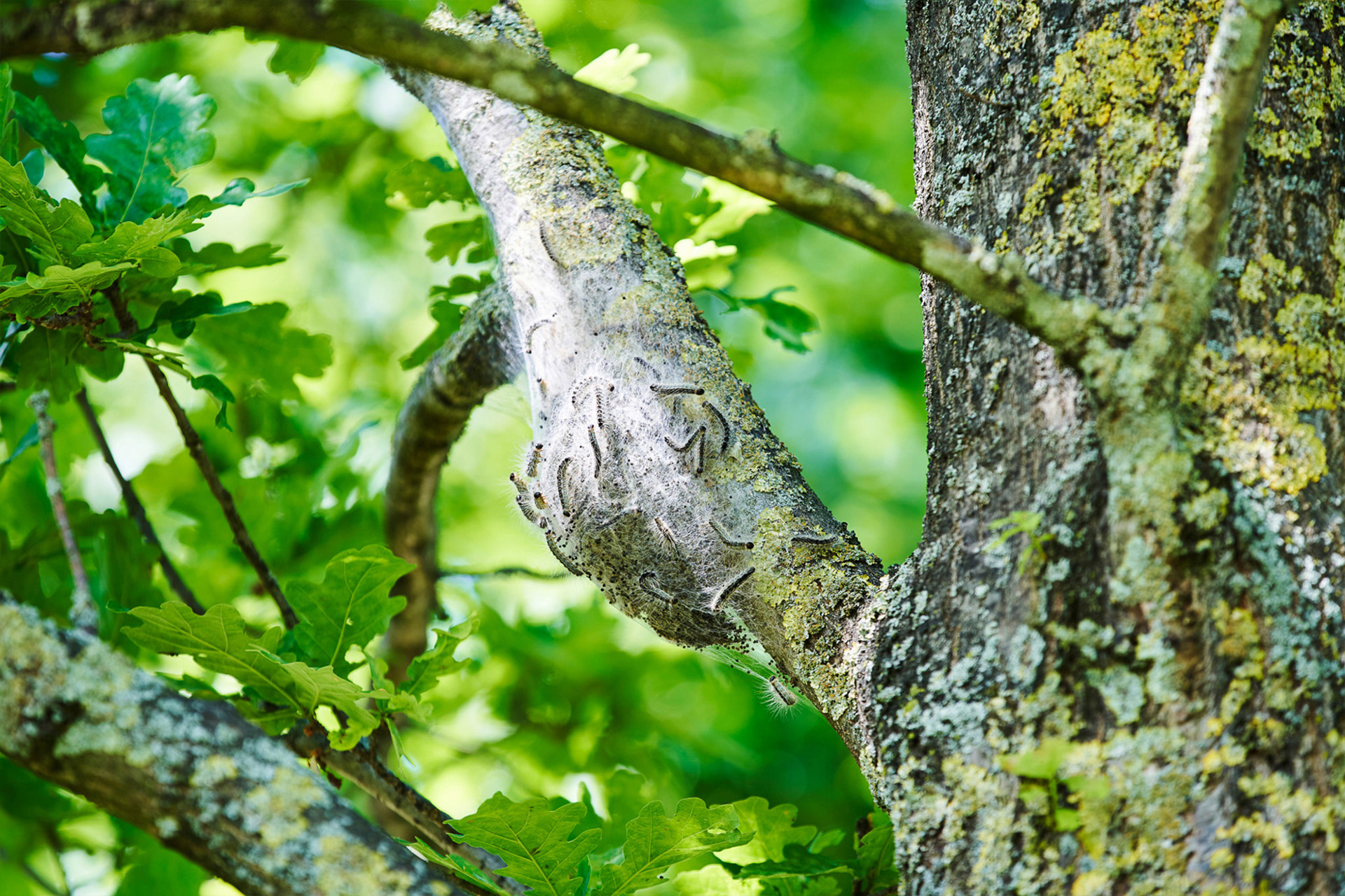 Eikenprocessierups (16)