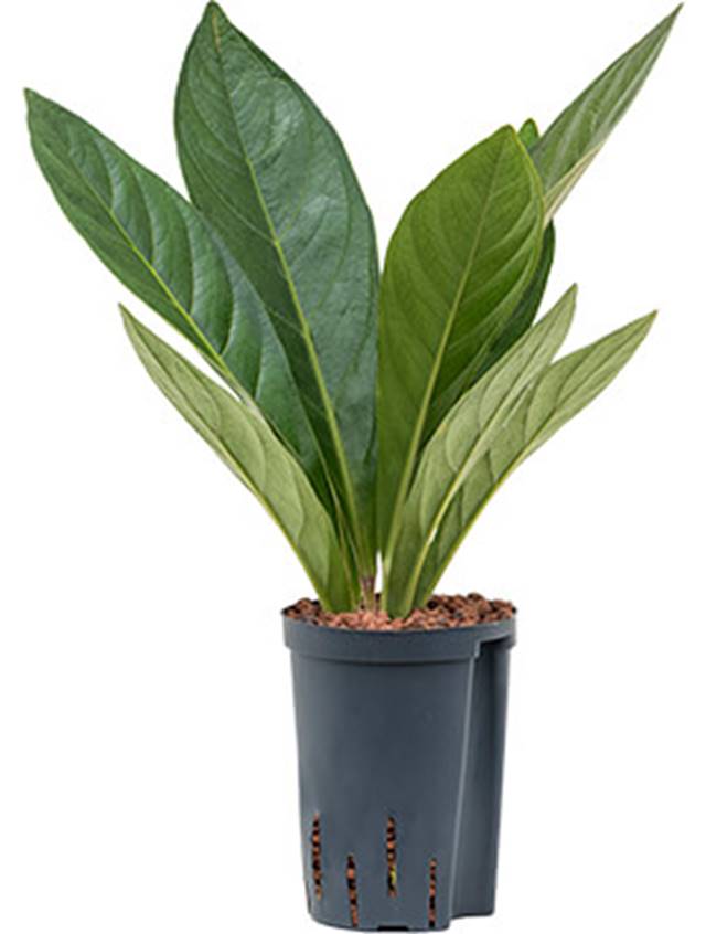 Anthurium elipticum 'Jungle' hybriden Image