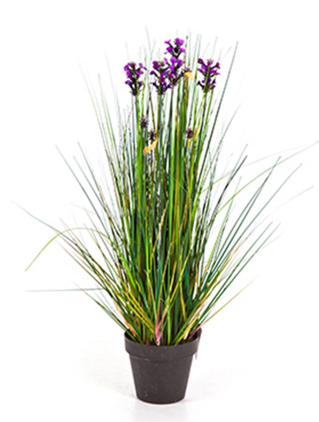 Grass Lavender Image