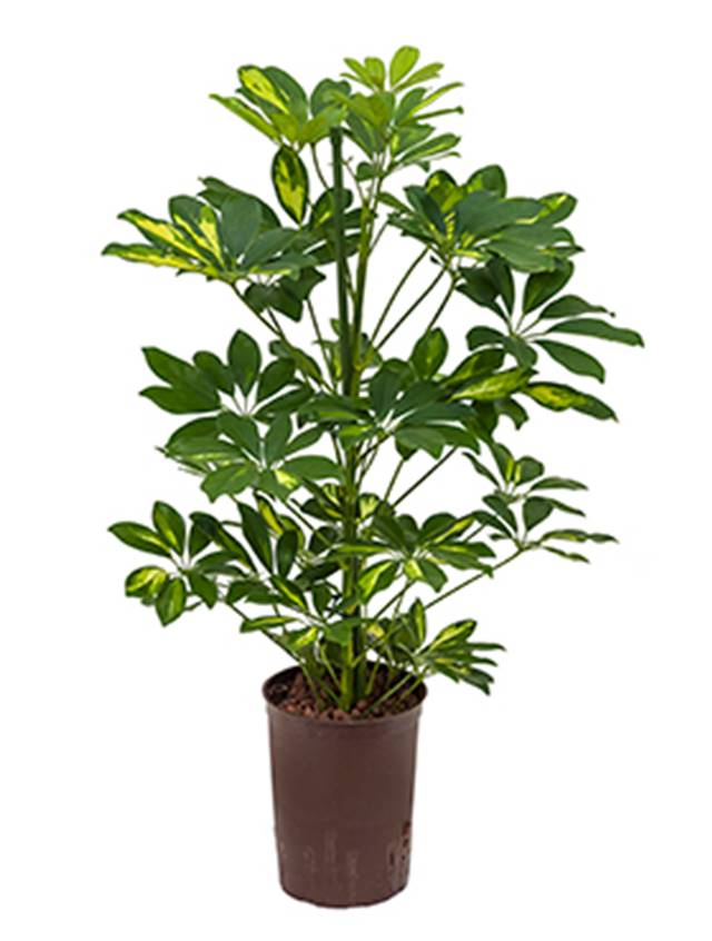 Schefflera arboricola 'Gold Capella' Image