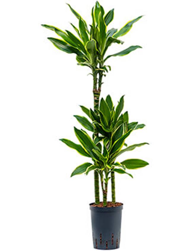 Dracaena fragrans 'Golden coast' Image