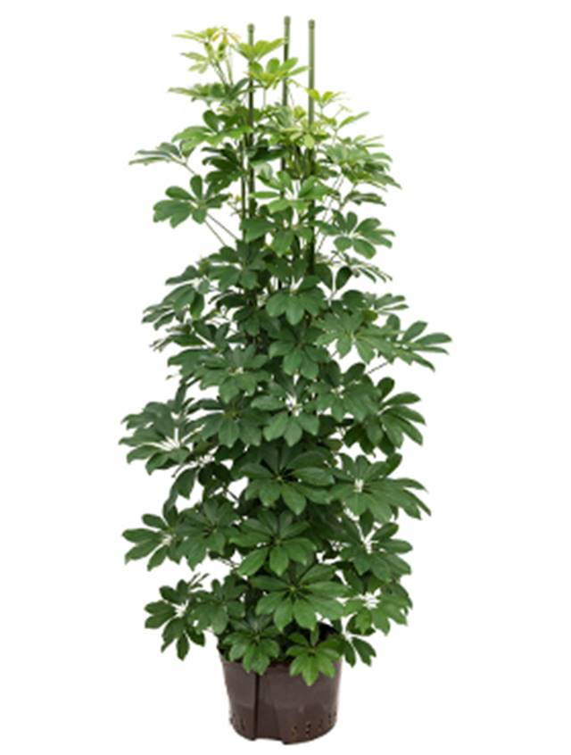 Schefflera arboricola 'Compacta' Image