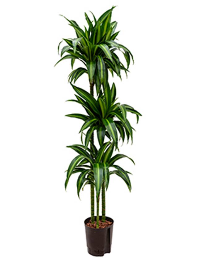 Dracaena fragrans 'Hawaiian Sunshine' Image