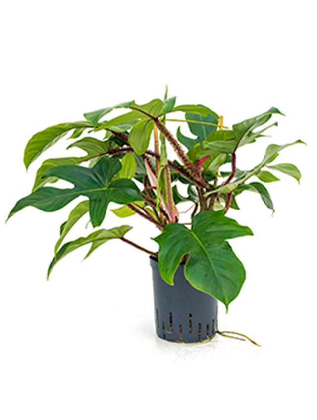 Philodendron squamiferum Image