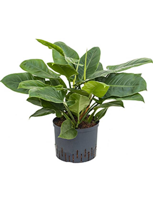Philodendron 'Imperial Green' Image