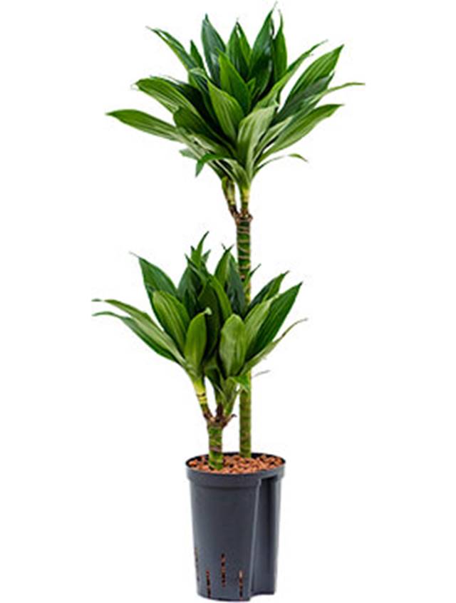 Dracaena fragrans 'Green jewel' Image