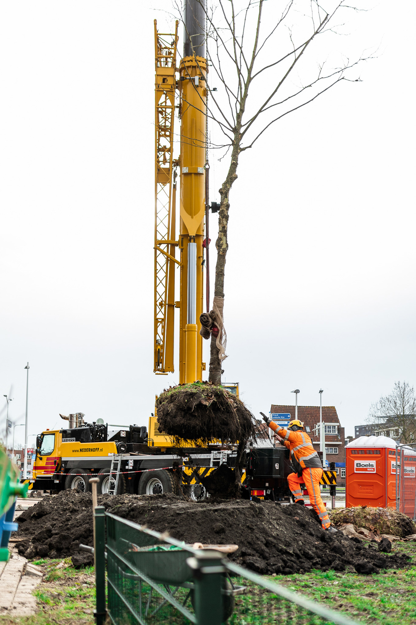 boom verplanting in utrecht met telekraan