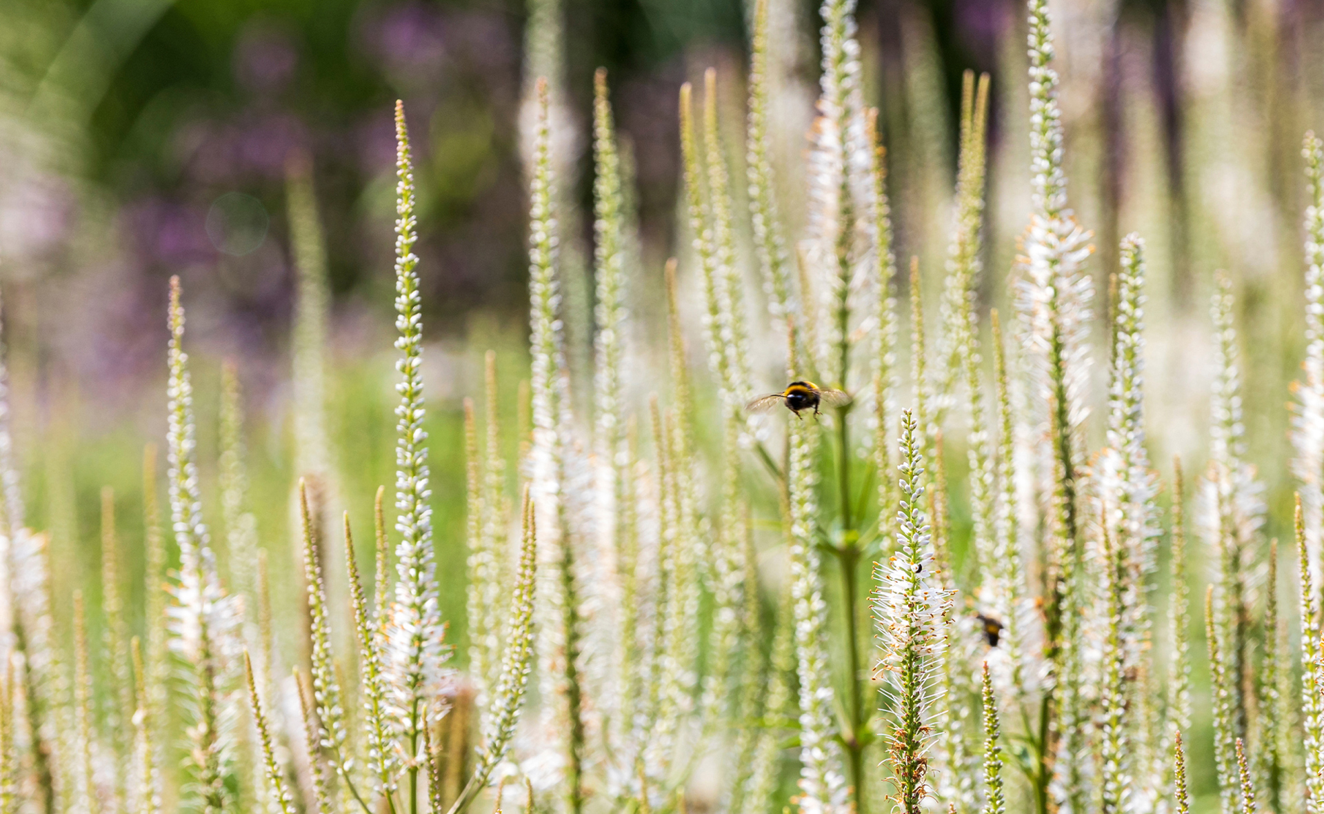 Kaasteelpark Coevorden Aug 2024 (34)