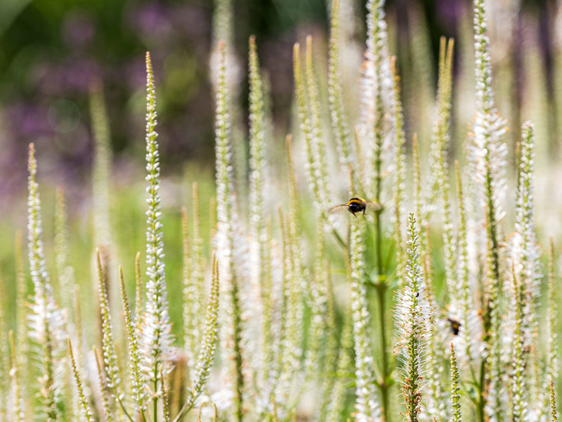 Kaasteelpark Coevorden Aug 2024 (34)