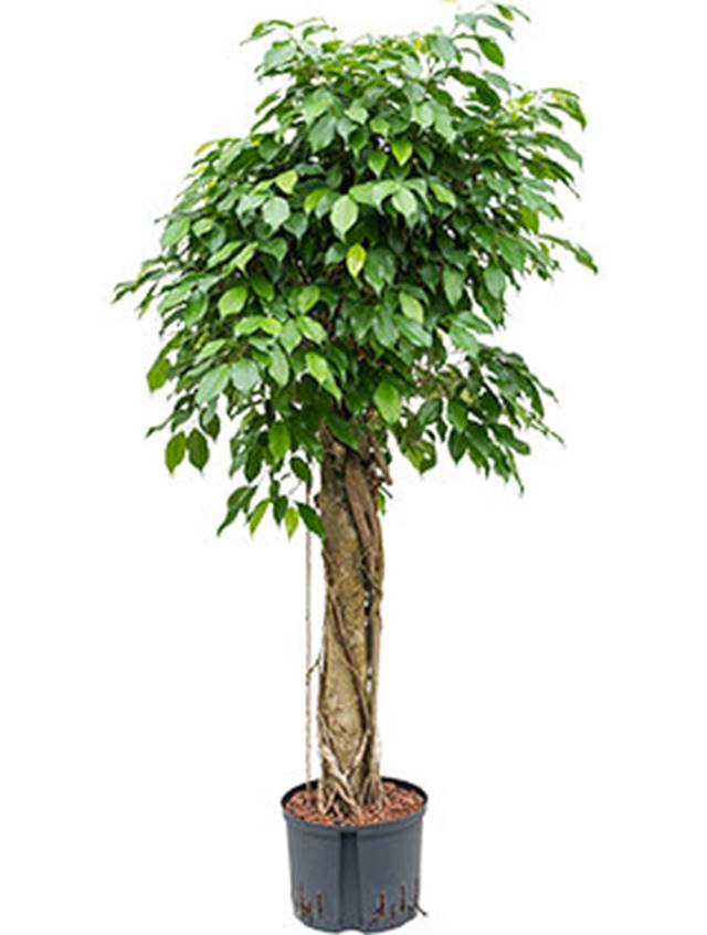 Ficus benjamina 'Columnar' Image