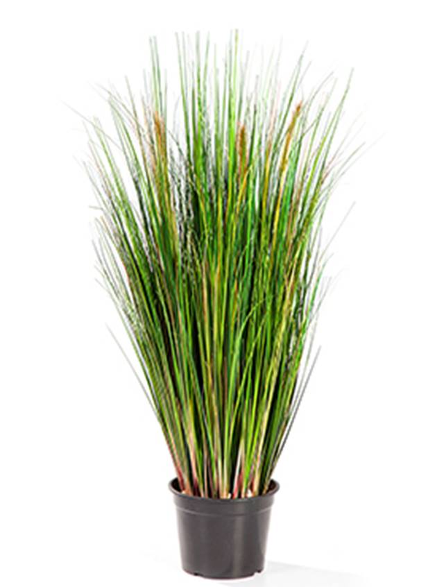 Grass Foxtail Image