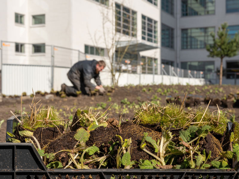 Clausplein Eindhoven (6)