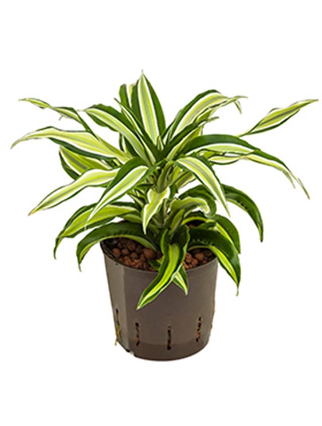 Dracaena fragrans 'Malaika' Image