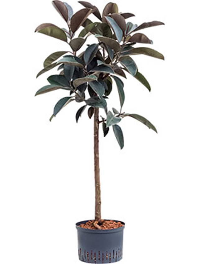 Ficus elastica 'Abidjan' Image