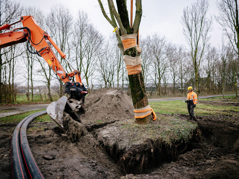 Boomverplanting Haarlem 08