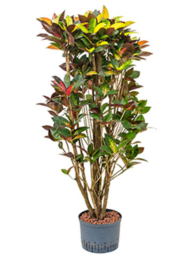 Croton (codiaeum) variegatum 'Mrs. Iceton' Image