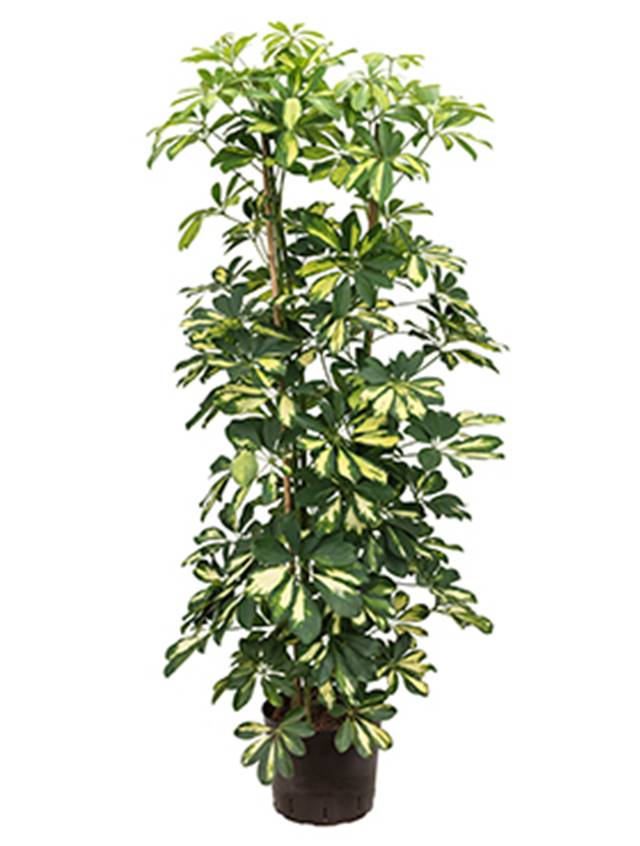 Schefflera arboricola 'Gold Capella' Image