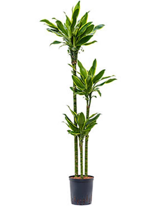 Dracaena fragrans 'Golden coast' Image