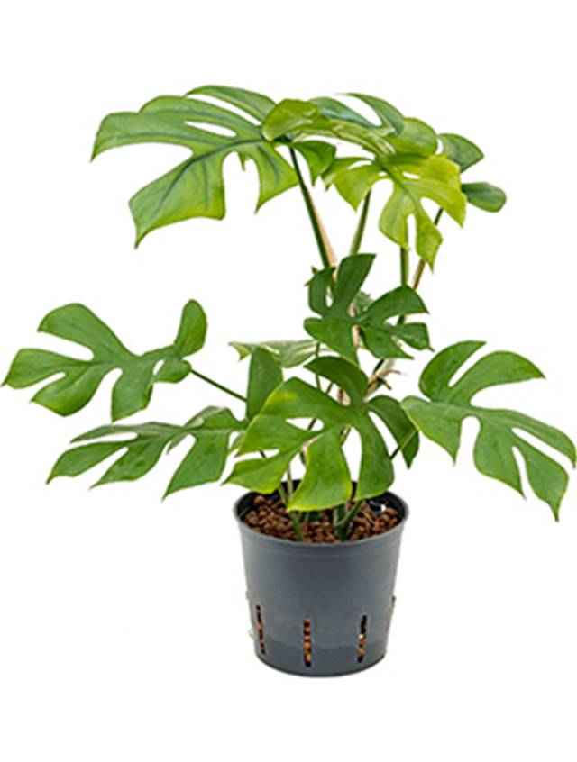 Philodendron 'Minima' Image