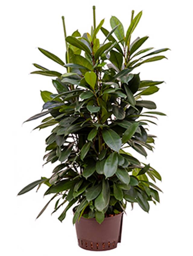 Ficus cyathistipula Image