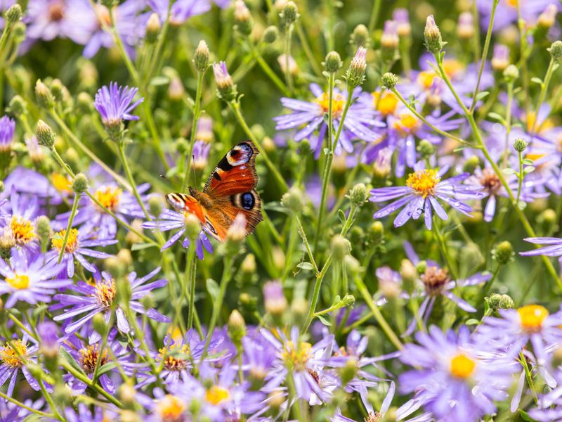 Kaasteelpark Coevorden (58)
