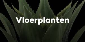 Vloerplanten