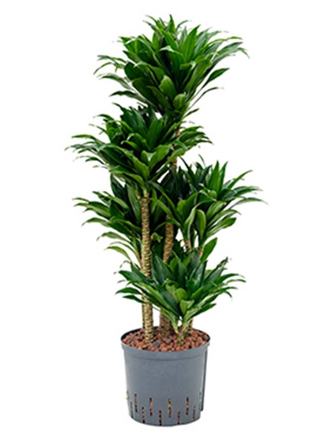 Dracaena fragrans 'Compacta' Image