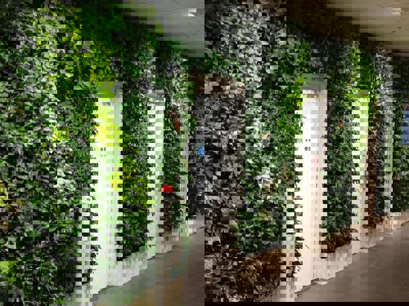 Plantenwand (17)