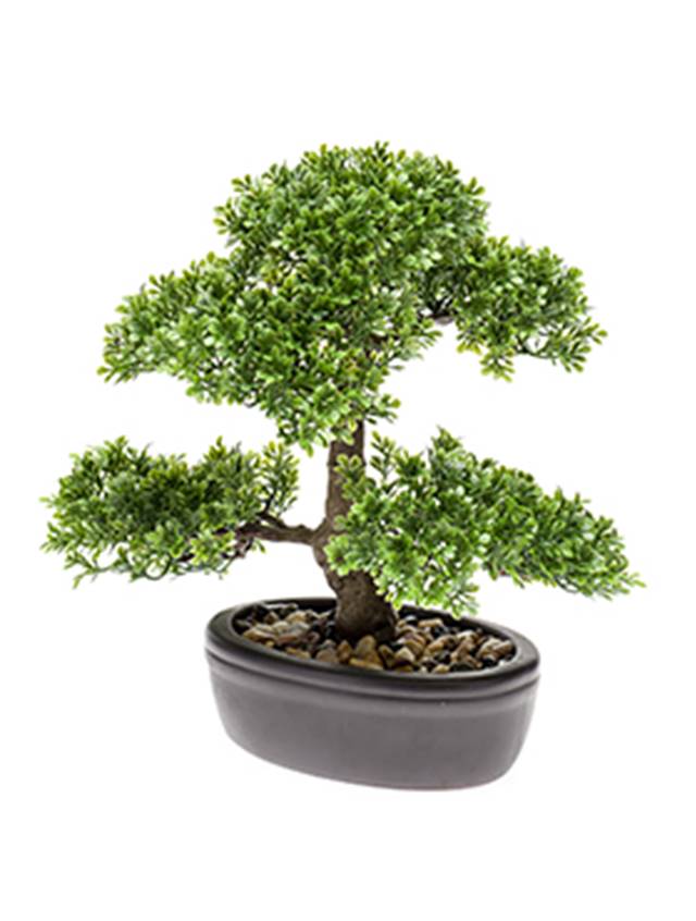 Ficus Image