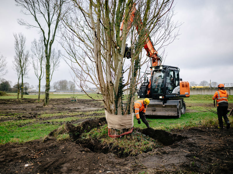 Boomverplanting Haarlem 06