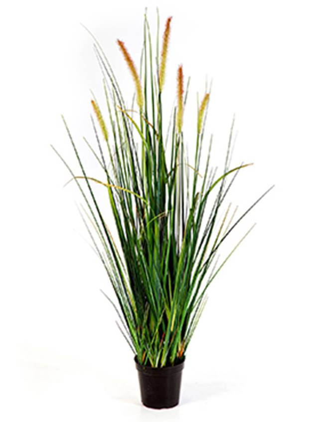 Grass Foxtail Image