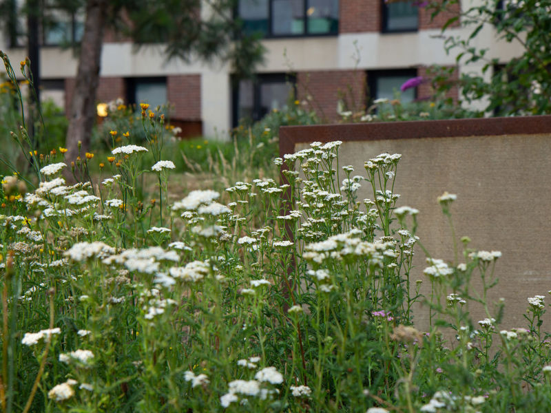 Klimaatadaptatie op daktuin in amsterdam