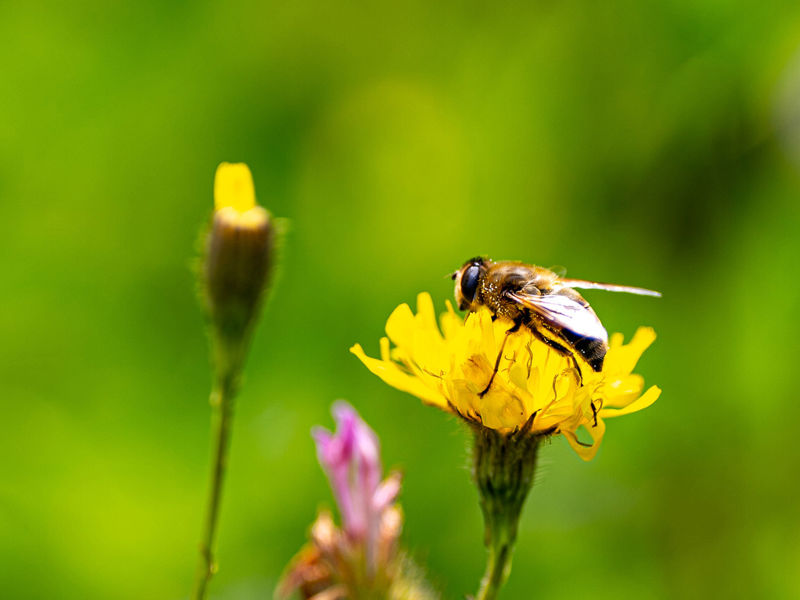 Alliander Leeuwarden (4)