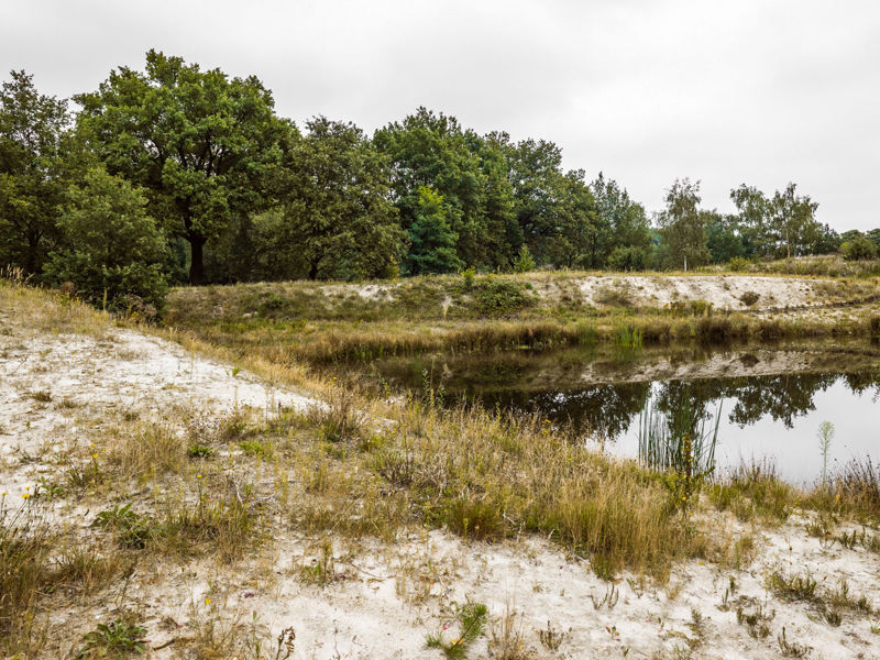 medewerkers van donker groen inspecteren bodem tijdens boomverplanting