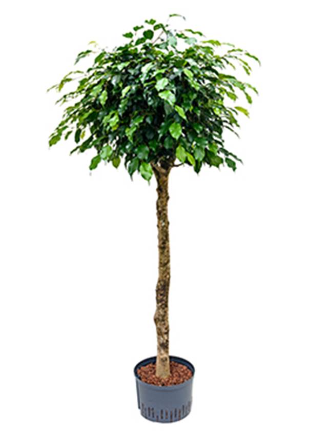 Ficus benjamina 'Danielle' Image