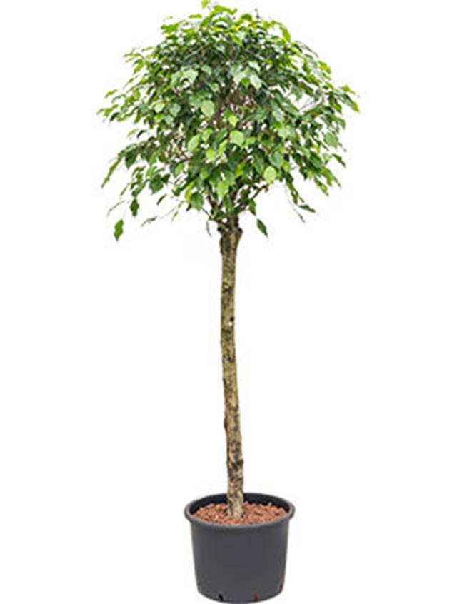 Ficus benjamina 'Exotica' Image
