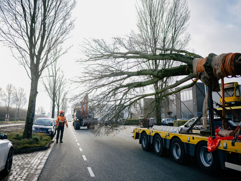 Boomverplanting Haarlem 07
