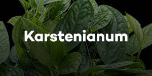 Karstenianum