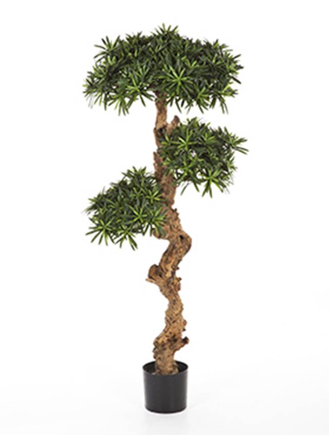 Podocarpus Image