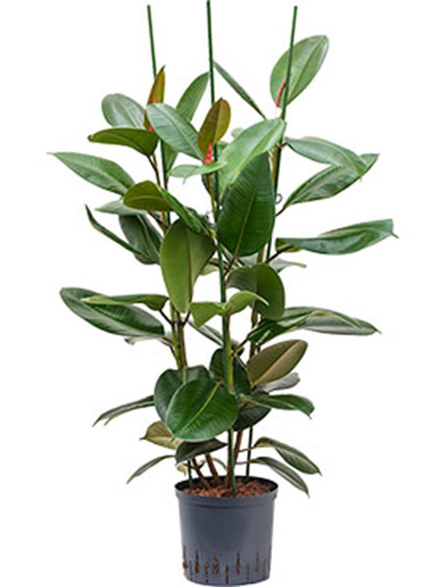 Ficus elastica 'Robusta' Image