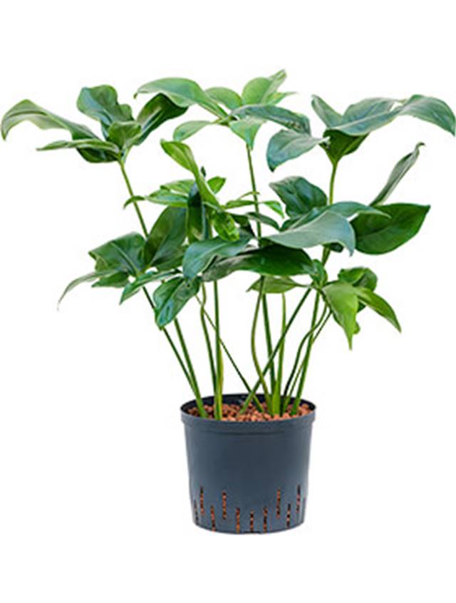 Philodendron 'Green Wonder' Image