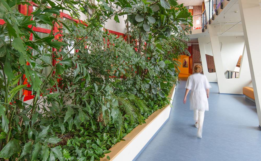 Groene beplanting in een ziekenhuis in zwolle
