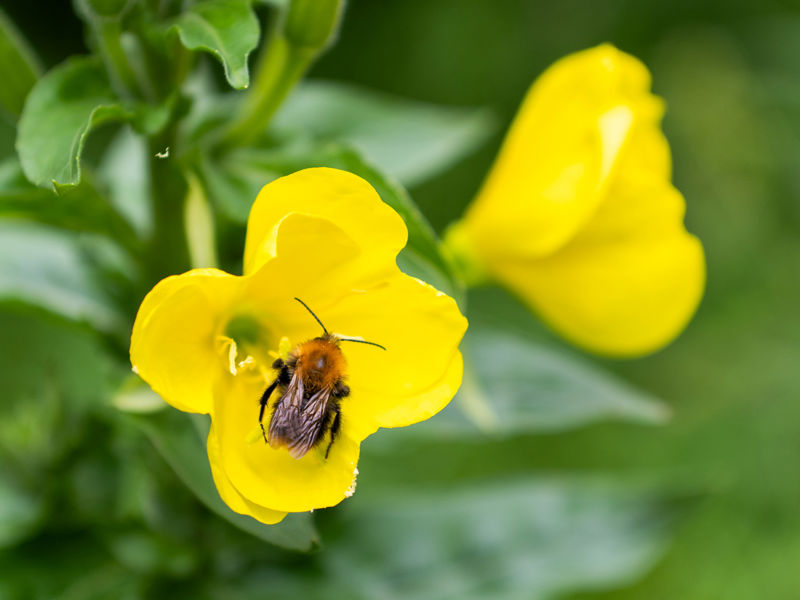 boom verplanting in utrecht met telekraan