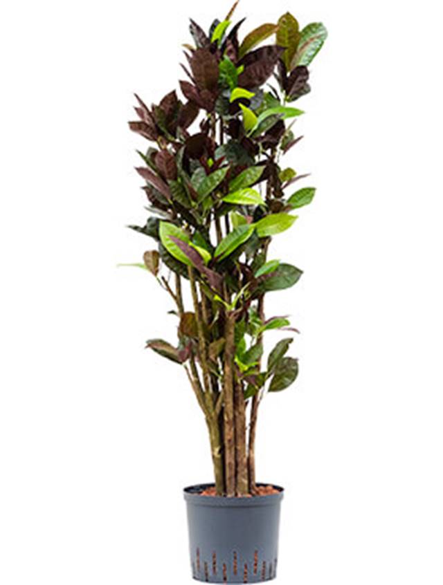 Croton (codiaeum) variegatum 'Mrs. Iceton' Image