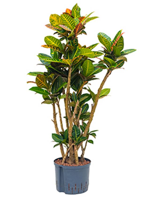 Croton (codiaeum) variegatum 'Petra' Image